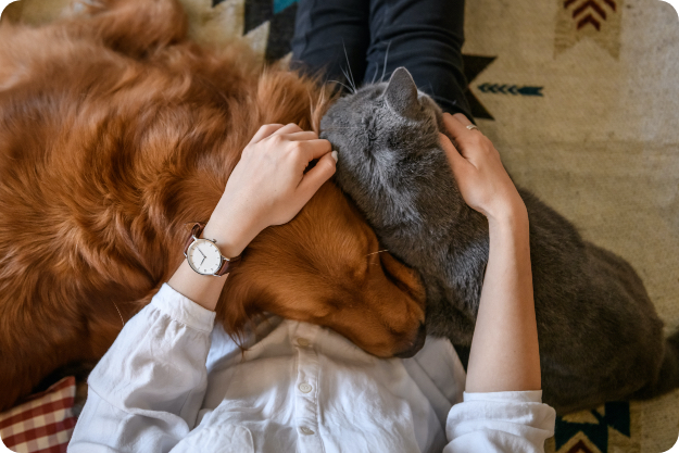 犬の写真