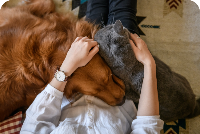 犬の写真